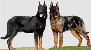 photos of Beuceron dogs, photo provided by Beucerons du Chauteau Rocher