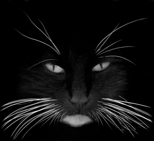 black cat - white whiskers