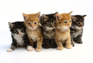 a litter of kittens