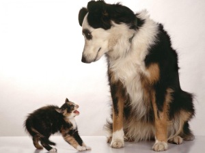 kitten scared by big dog